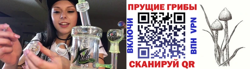 omg рабочий сайт  Олонец  Псилоцибиновые грибы мицелий 